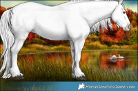 Horse Color:White Spotted Silver Black Chinchilla Sabino Appaloosa 