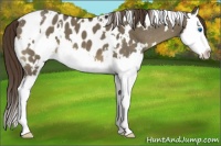 Horse Color:White Spotted Buckskin Dun Splash Appaloosa