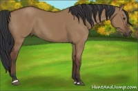 Horse Color:Bay Dun Sabino Rabicano