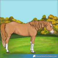 Horse Color:Chestnut Splash 