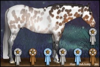 Horse Color:Buckskin Appaloosa 