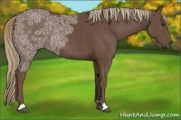 Horse Color:Liver Chestnut Ice Rabicano