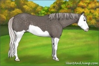 Horse Color:Silver Black Splash