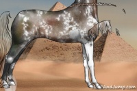 Horse Color:White Spotted Liver Chestnut Rabicano