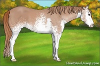Horse Color:White Spotted Chestnut Sabino Splash 