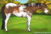 Horse Color:White Spotted Bay Tobiano Frame 