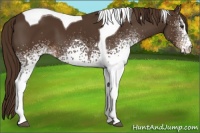 Horse Color:White Spotted Liver Chestnut Tobiano