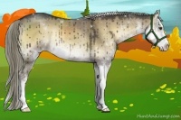 Horse Color:Liver Red Dun Onyx Sabino Rabicano 