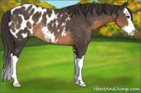 Horse Color:Buckskin Sabino Splash Appaloosa Rabicano