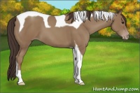 Horse Color:Classic Champagne Tobiano