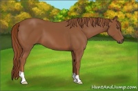 Horse Color:Chestnut 