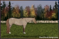 Horse Color:Liver Red Dun Roan 