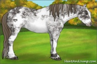 Horse Color:White Spotted Smoky Black Ice Frame Appaloosa