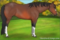 Horse Color:Bay 