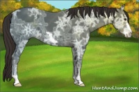 Horse Color:Liver Chestnut Ice Frame 