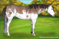 Horse Color:Bay Splash 