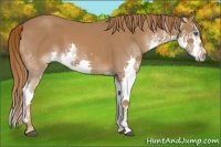 Horse Color:Chestnut Splash 