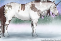 Horse Color:White Spotted Chocolate Silver Black Chinchilla Rabicano  and White Spotted Chocolate Brown Chinchilla Rabicano 