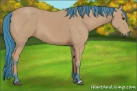 Horse Color:Watercolor Bay 