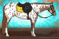 Horse Color:Chestnut Appaloosa 