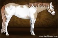 Horse Color:Liver Red Dun Splash Frame