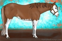 Horse Color:Chestnut Splash 