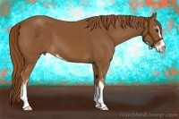 Horse Color:Chestnut Sabino 