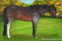 Horse Color:Brown 