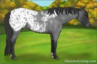 Horse Color:Blue Roan Appaloosa 