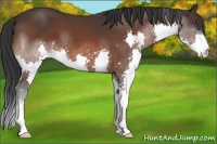 Horse Color:Bay Splash 