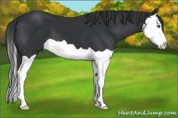 Horse Color:Black Splash