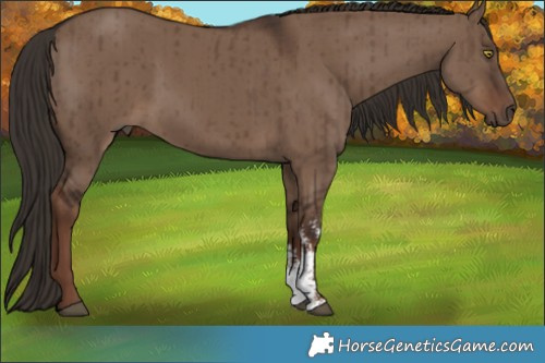 Horse Color:Liver Red Dun Sabino Brindle 