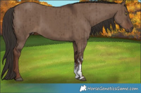 Horse Color:Liver Red Dun Sabino Brindle