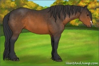 Horse Color:Brown 