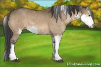 Horse Color:Bay Dun Sabino