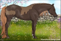 Horse Color:Chocolate Palomino and Liver Chestnut