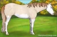 Horse Color:Gold Champagne Roan Dun Splash