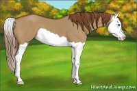 Horse Color:Red Dun Splash 