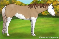 Horse Color:Red Dun Roan Splash