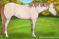 Horse Color:Gold Champagne Dun 