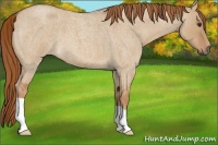 Horse Color:Red Dun Roan