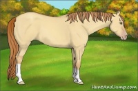 Horse Color:Gold Champagne Dun