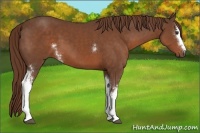 Horse Color:White Spotted Liver Chestnut 