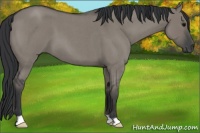 Horse Color:Grullo Roan