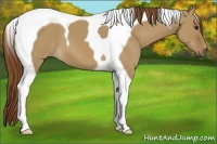 Horse Color:Red Dun Tobiano 