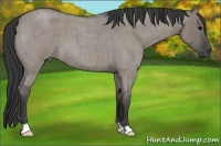 Horse Color:Grullo Roan