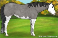 Horse Color:Grullo Roan Splash