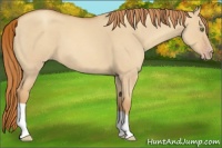 Horse Color:Gold Champagne Roan Dun 