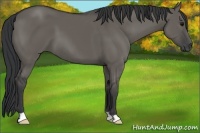Horse Color:Grullo