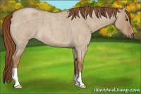 Horse Color:Red Dun Roan